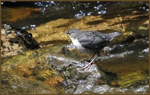 Dipper juvenile