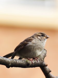 Young hen sparrow