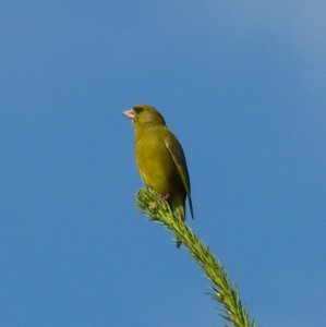 European Greenfinch - Landstuhl, DE