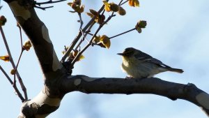 Pine Warbler