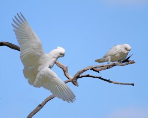 Little Corella landing