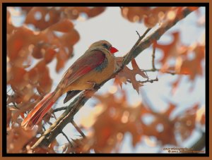 Lady Leaves (Cardinal)