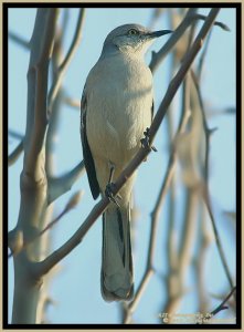 Sentry Duty (Mockingbird)