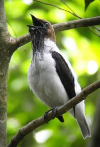 Bearded Bellbird