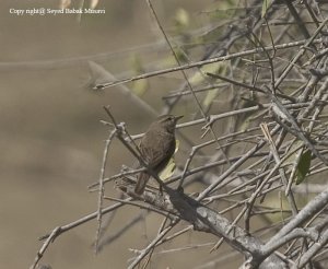 Plain leaf warbler-DB