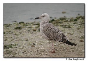 Caspian Gull