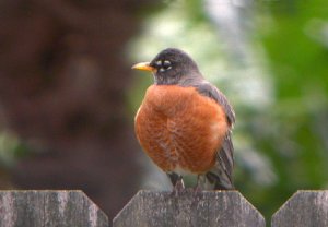 American Robin