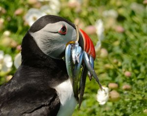 puffin