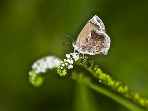 Lantana Scrub-Hairstreak