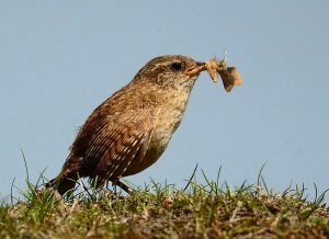 wren