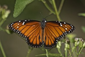 Solider (open-winged)