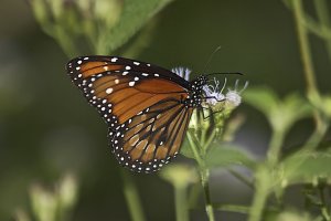 Solider (closed winged)