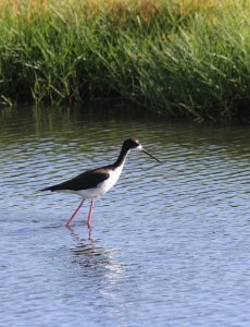 Hawaiian Stilt