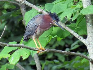 Green Heron