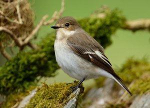 pied flycatcher