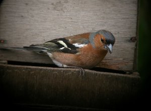 Hungry Chaffinch
