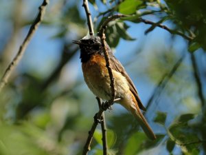 Common Redstart