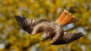 red kite