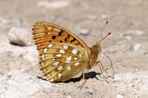 Dark Green Fritillary