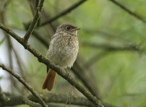 Young Common Redstart