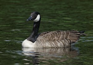 Canada Goose