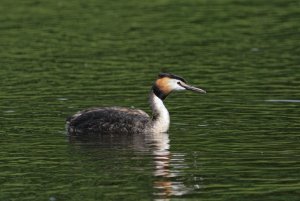 Great Crested Grebe