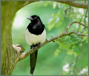 Magpie at Peace