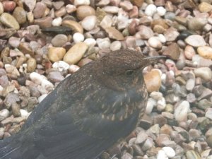 Young Blackbird