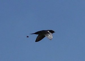 Bumblebee tracking a Martin