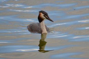 Great Crested Grebe