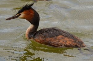 Great Crested Grebe