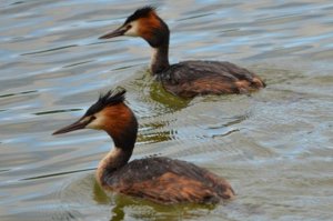 Great Crested Grebe (pair)