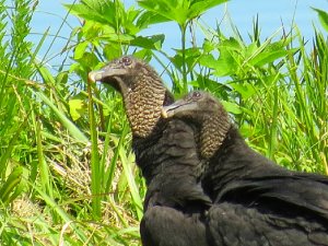 Black Vultures