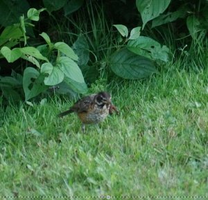 Young North American robin in food gathering training