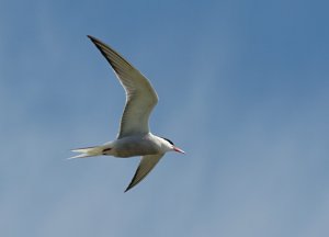 Common Tern