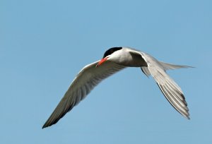 Common Tern