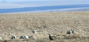 Red-legged Partridge in the Alentejo