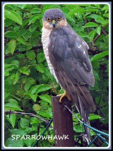 sparrowhawk