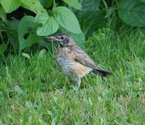 Just out of the nest North American robin