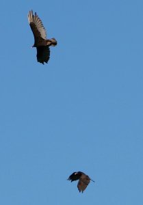 Turkey vultures at end of day