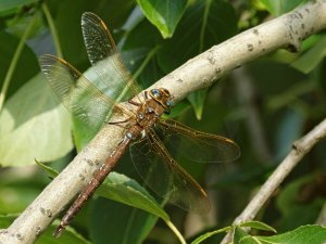 Brown Hawker, male