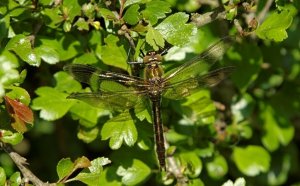 Downy Emerald, female