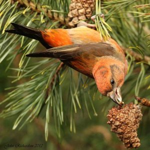 Male Crossbill