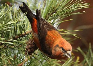 Common Crossbill