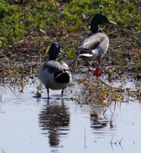 Purple headed mallards??