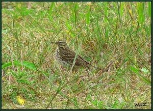 meadow pipit