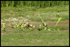 Flock of Alexandrine Parakeets