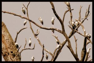 Open Billed Storks-Colony