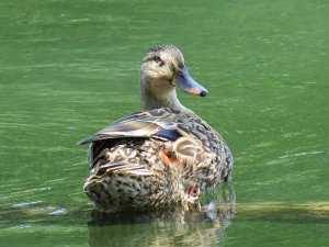 Mallard Duck