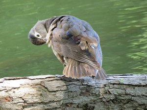 Wood Duck